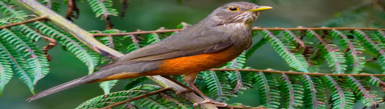 SABIA LARANJEIRA 36.2