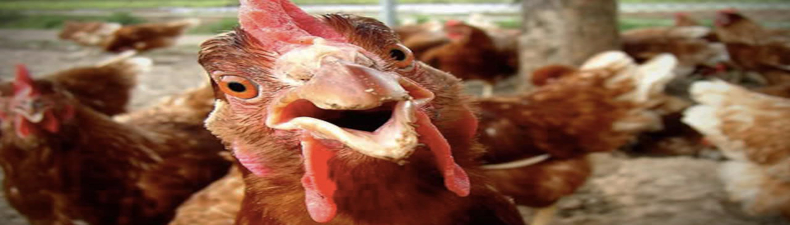 galinha frango